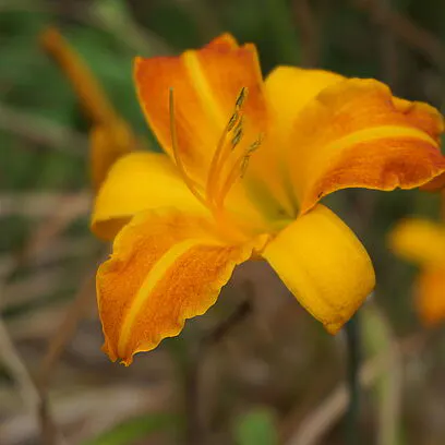 Regards sur les fleurs du Jardin botanique
