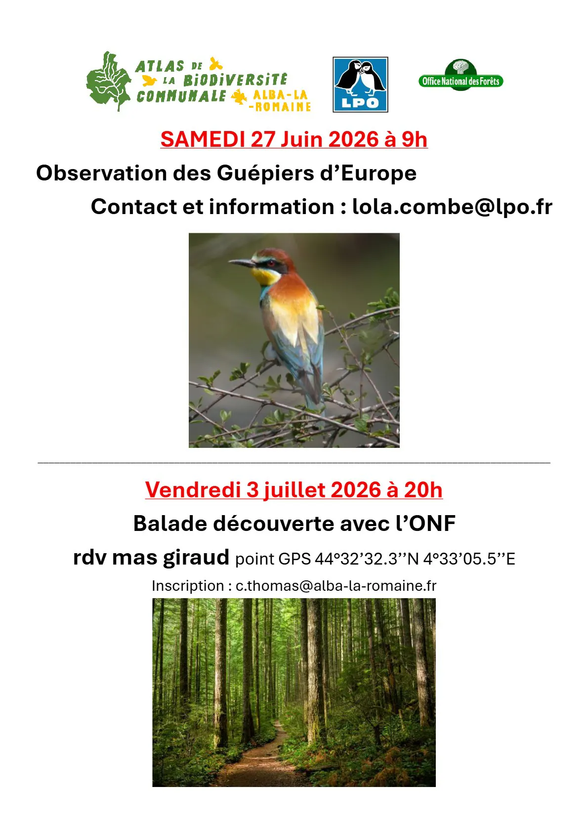 Observation des Guêpiers d'Europe et Balade découverte en forêt